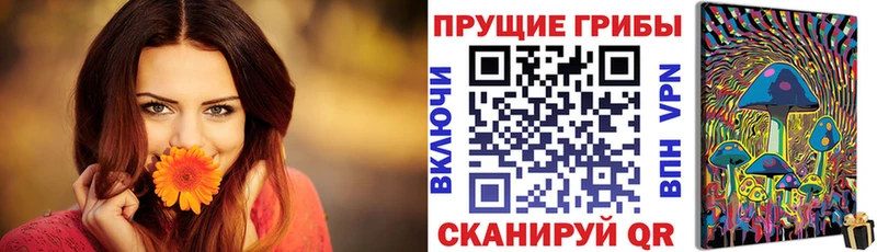 Галлюциногенные грибы Psilocybe  Черкесск 